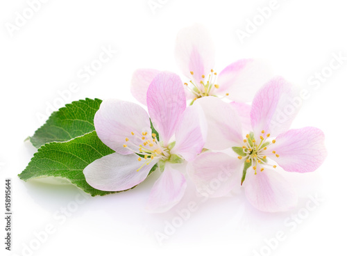 Apple flowers with leaves.