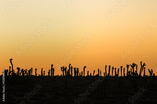 A row of wonderfully strange Joshua trees silhouetted against the warm California sky at dawn.