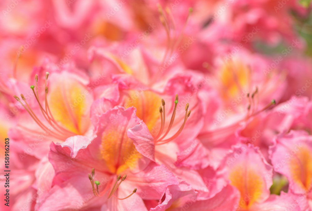 Azalea flowerclose-up. Beauty bright natural red and pink background. Azalea flowerclose-up. Beauty bright natural red and pink background.