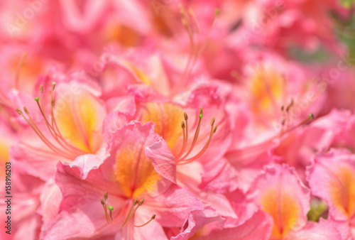 Azalea flowerclose-up. Beauty bright natural red and pink background. © Marek Walica