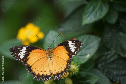 Leoparden-Netzflügler (Cethosia cyane) photo