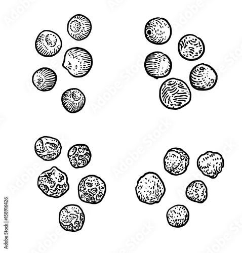 Pepper illustration, drawing, engraving, ink, line art, vector