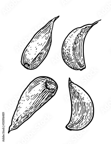 Garlic illustration, drawing, engraving, ink, line art, vector