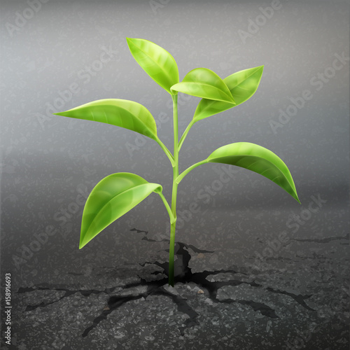 Plant sprout through asphalt