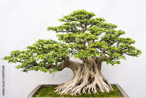 Exotic bonsai trees cultivated for decoration photo