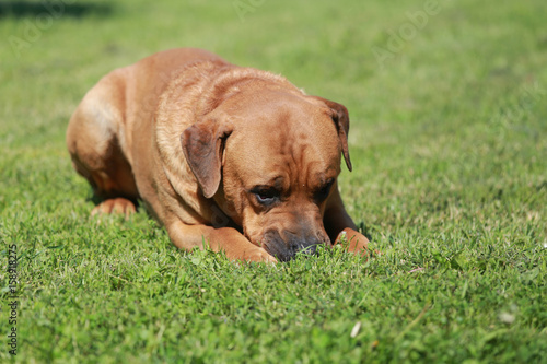 A purebred tosa inu dog laying in the green grass