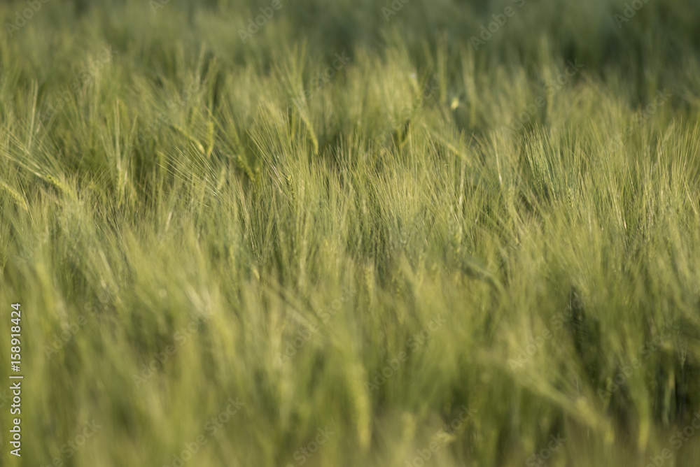 Young green ears of wheat, beautiful background, soft focus Young green ears of wheat, beautiful background, soft focus