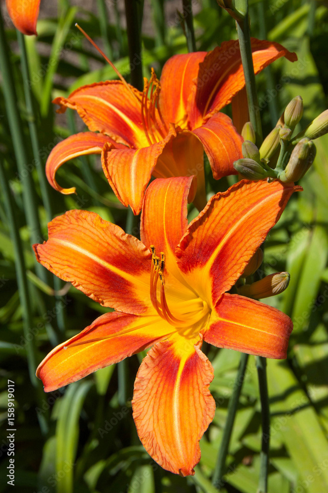 Orange lily flower Orange lily flower