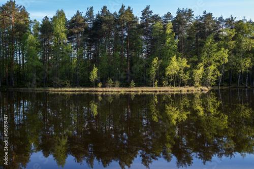Quiet and calm lake and reflection of a forest in Finland in the summertime.