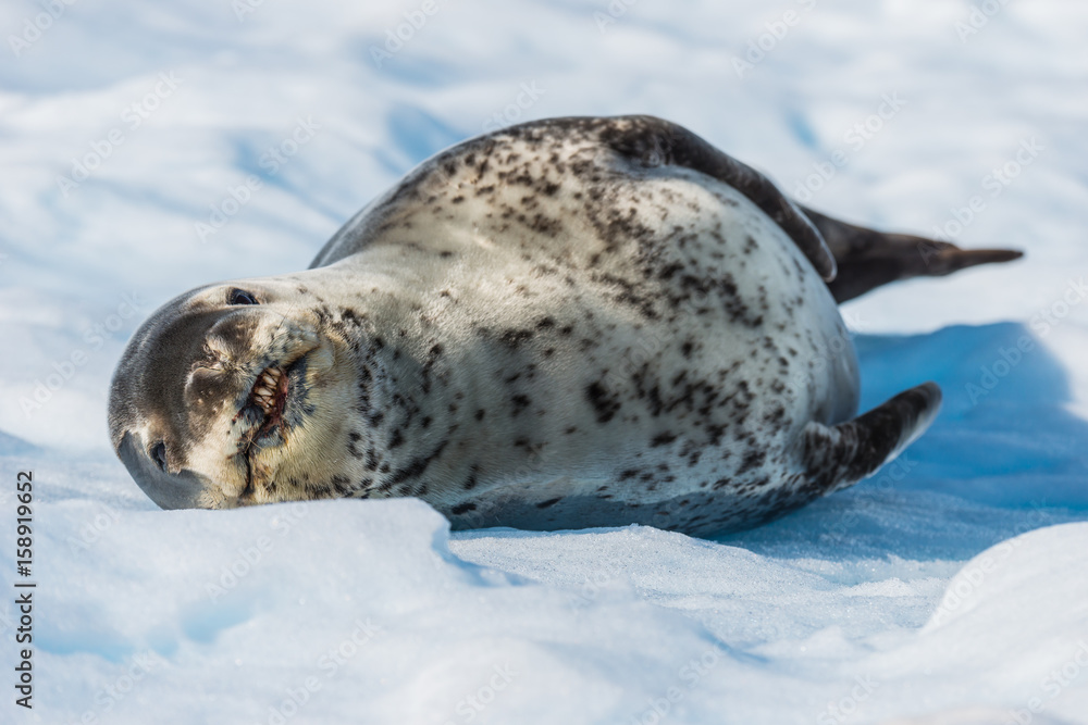 Naklejka premium Leopard seal on ice flow in Antarctica
