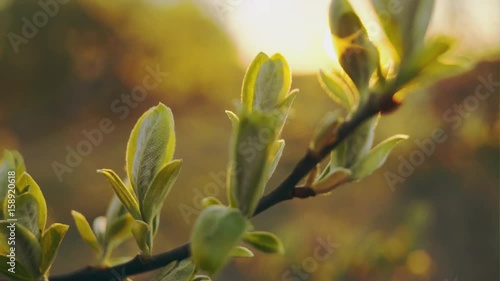 Wallpaper Mural Close-up green sprouts Torontodigital.ca
