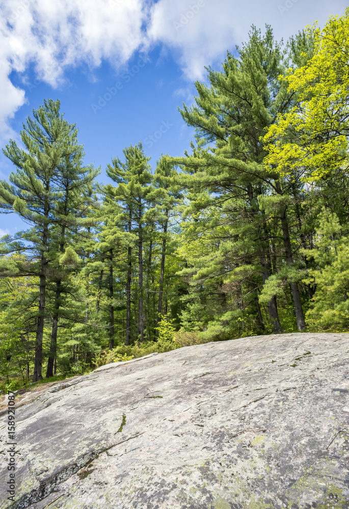 Tall pine forest and sloping bedrock and rocks in northern wilderness Tall pine forest and sloping bedrock and rocks in northern wilderness