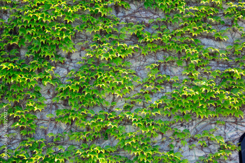 Green leaves of the grapes are woven along the wall
