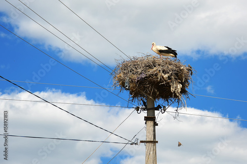 Stork in a nest on an electric pole with wires.