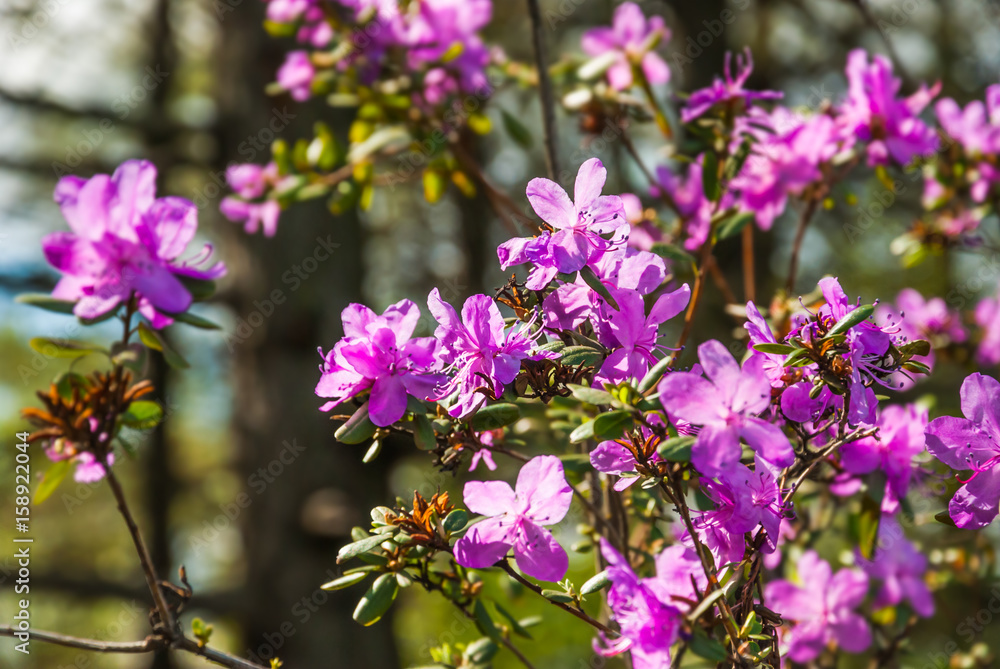Blossoming wild rosemary (Ledum)