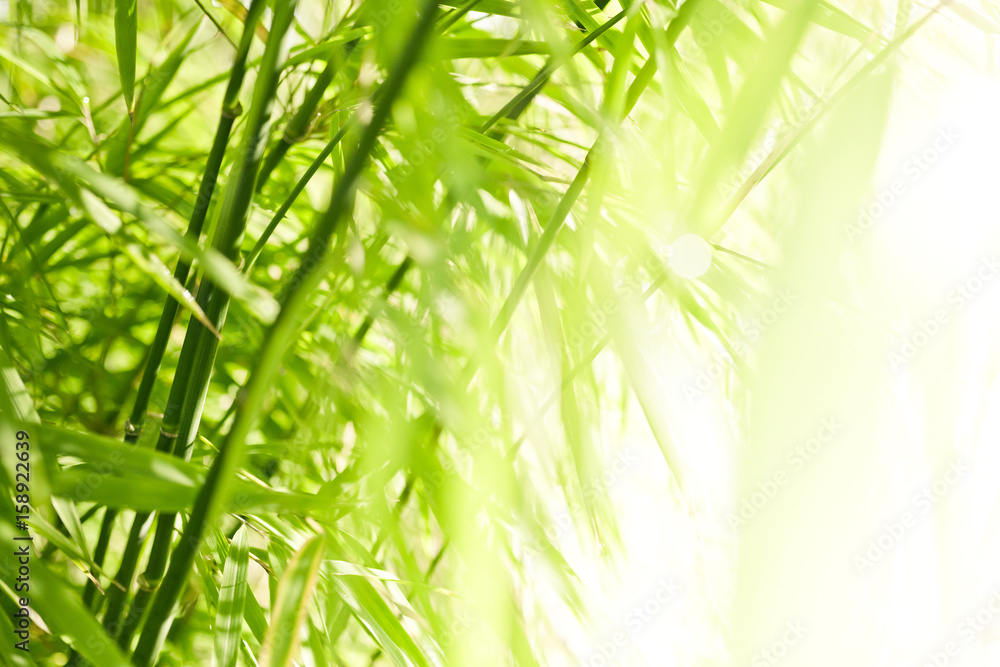 Obraz premium Green bamboo background