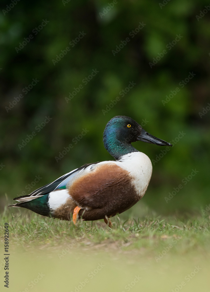 Northern Shoveler, Shoveler, Anas clypeata Northern Shoveler, Shoveler, Anas clypeata