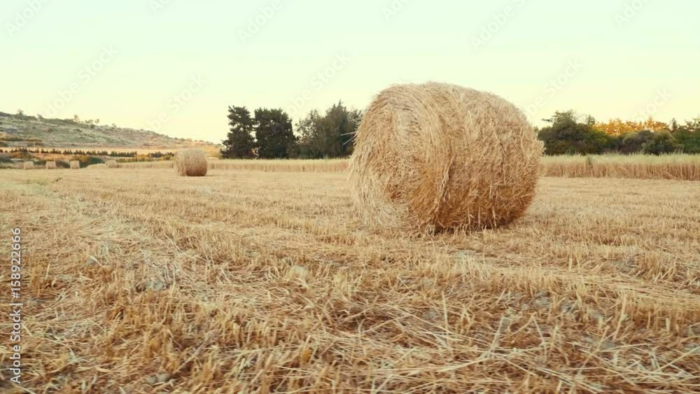 Tracking shot large amount of hay rolled up in a stack lies on the harvested field. Rural work. Harvest. Amazing agricultural field of gold straw and yellow wheat prepared for farming stack Tracking shot large amount of hay rolled up in a stack lies on the harvested field. Rural work. Harvest. Amazing agricultural field of gold straw and yellow wheat prepared for farming stack