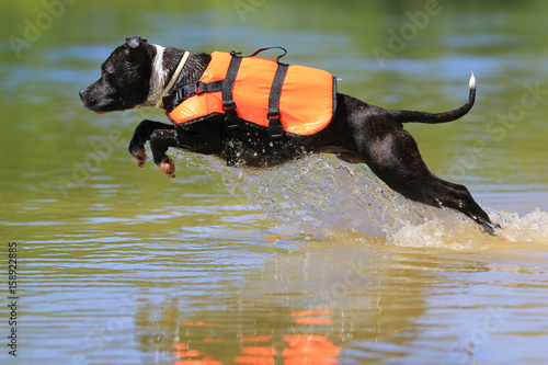 Staffordshire bull terrier diving
