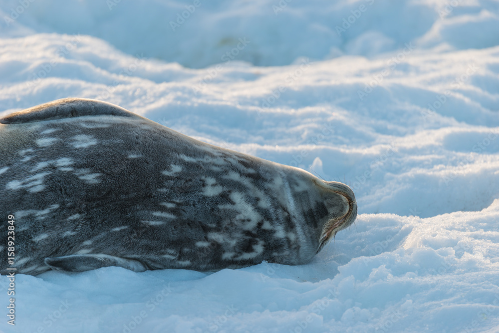 Obraz premium Leopard seal on ice floe in Antarctica