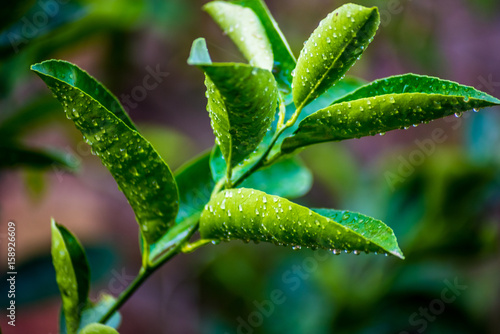 Green Leave