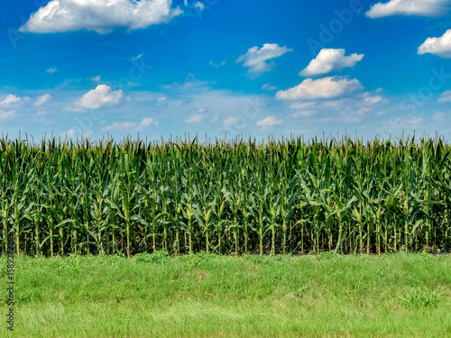 Photo Texas Corn Field