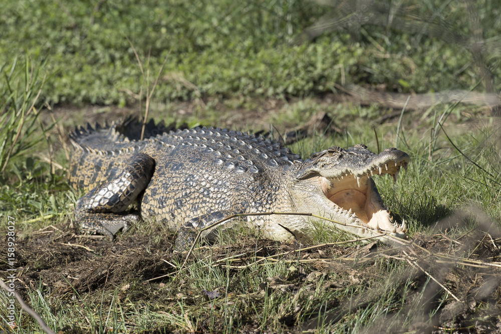 Salt water crocodile in the Mary rive, Northern Territory Australia. Salt water crocodile in the Mary rive, Northern Territory Australia.