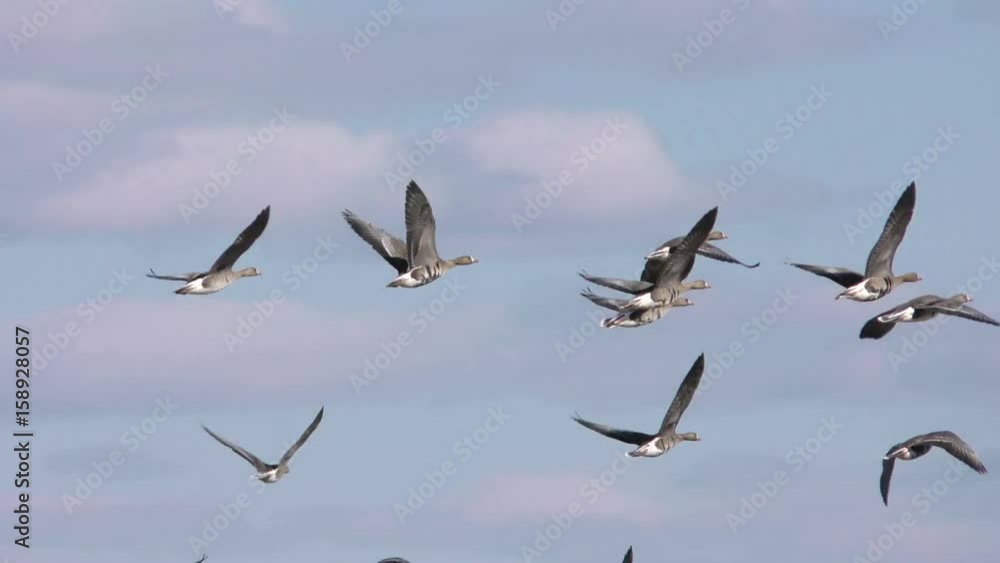 Wild Geese taking off from rural field in the sky. Free flight bird flocks of migrating geese. Migratory birds stayed. Barnacle goose and white-fronted goose. Wild Geese taking off from rural field in the sky. Free flight bird flocks of migrating geese. Migratory birds stayed. Barnacle goose and white-fronted goose.