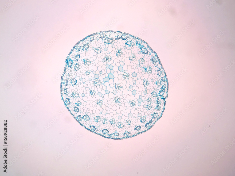 Cross sections of plant stem under microscope view Stock Photo | Adobe ...