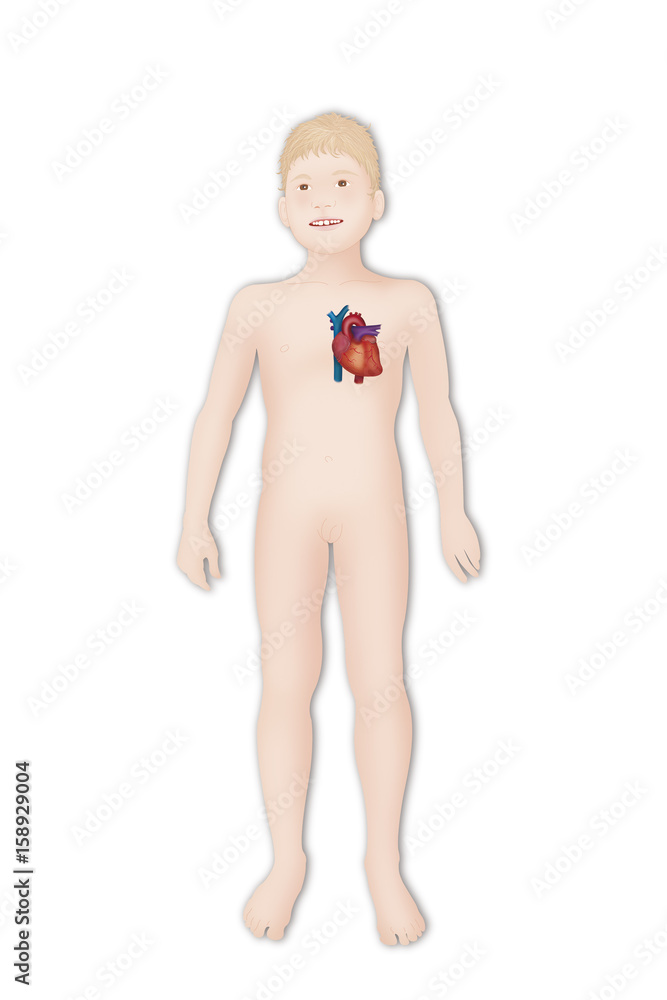 Fototapeta premium Heart, illustration