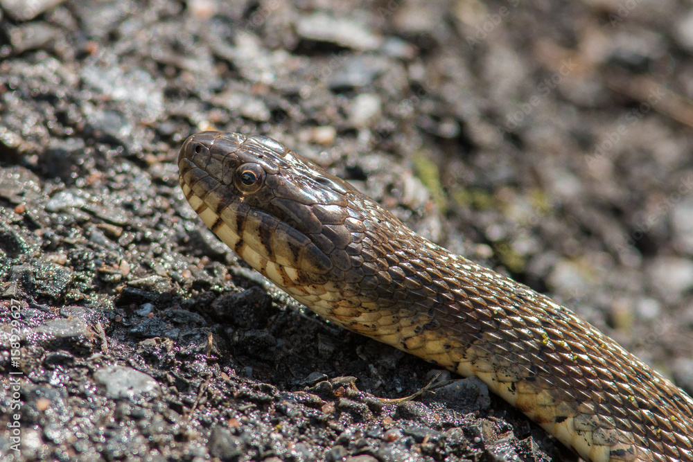 Northern water snake