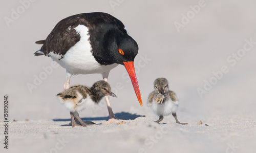 American Oystercatcher
