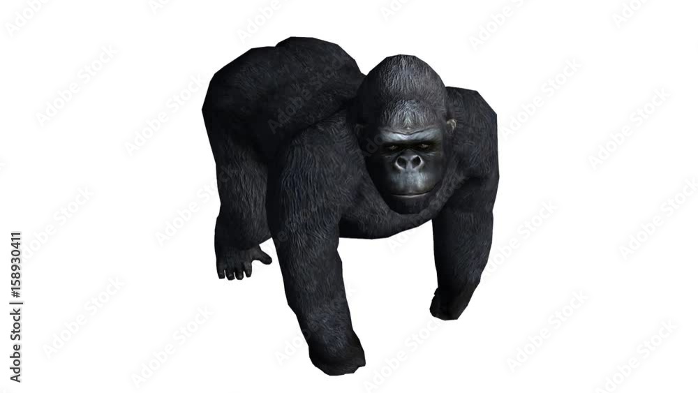 Chimp & Chimpanzee looked around,Endangered wild monkey animal.anthropomorphism. Chimp & Chimpanzee looked around,Endangered wild monkey animal.anthropomorphism.