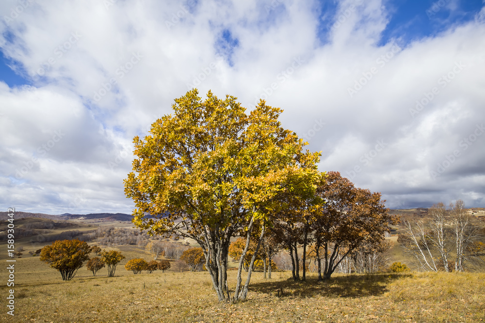 Fototapeta premium In autumn, trees on the hillside