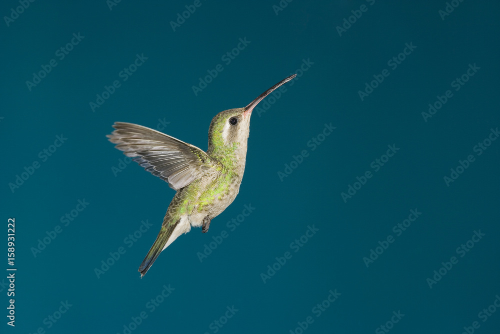 A female Broad-billed Hummingbird (Cynanthus latirostris) hovers near a feeding site. A female Broad-billed Hummingbird (Cynanthus latirostris) hovers near a feeding site.