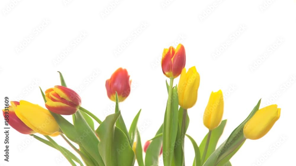 Bunch of tulips flowers with wind air blowing on white background 4K ProRes HQ codec Bunch of tulips flowers with wind air blowing on white background 4K ProRes HQ codec