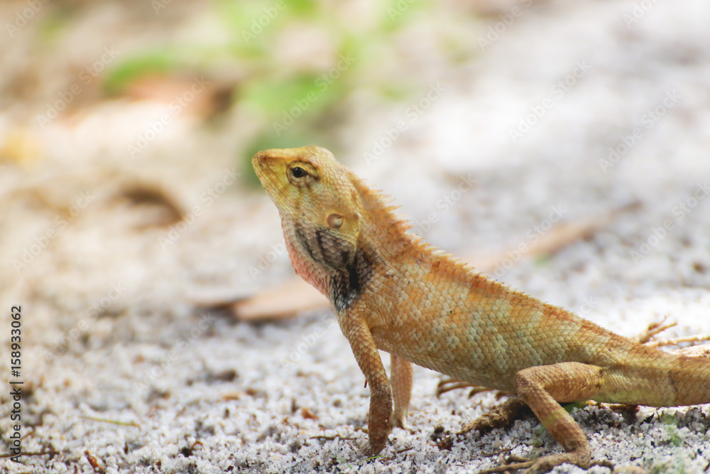 Lizard perching on pole at Thailand Lizard perching on pole at Thailand
