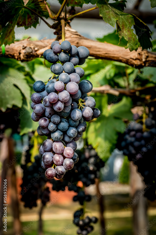 Grape on green leaves background