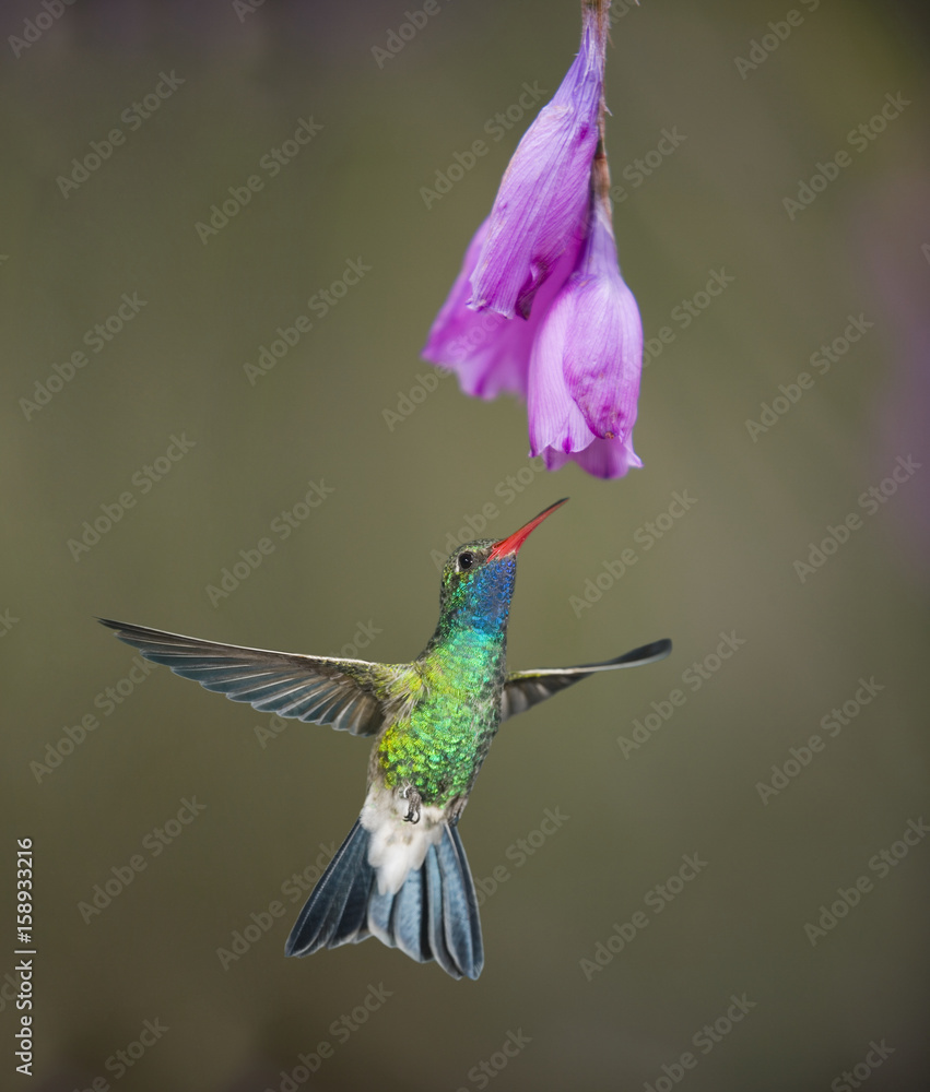 Fototapeta premium Samiec kolibra szerokodzioba (Cynanthus latirostris) żywi się rośliną kwitnącą