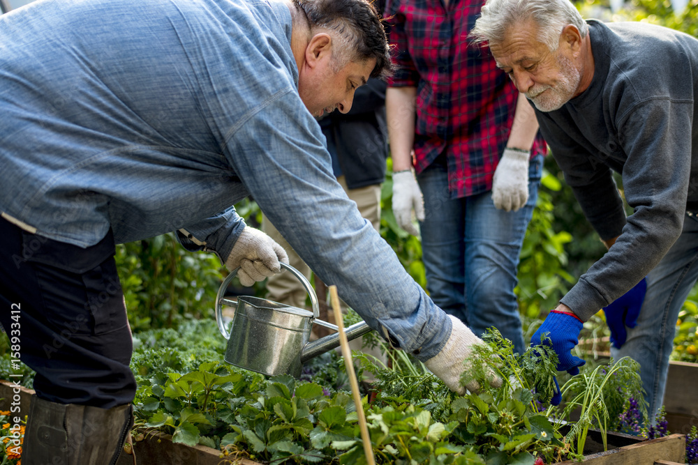 Fototapeta premium Group of people planting vegetable in greenhouse