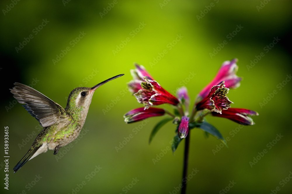 An adult female magnificent Hummingbird (Eugenes fulgens) feeding An adult female magnificent Hummingbird (Eugenes fulgens) feeding
