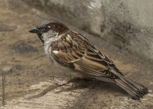 A european sparrow sitting on the ground