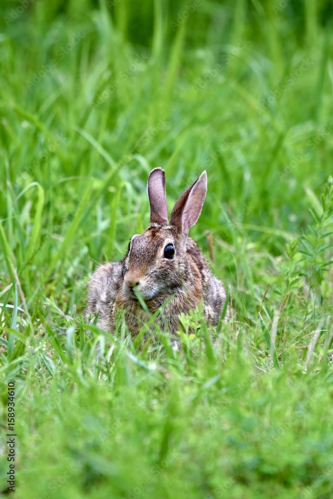 Eastern cottontail rabbit (Sylvilagus floridanus) Eastern cottontail rabbit (Sylvilagus floridanus)