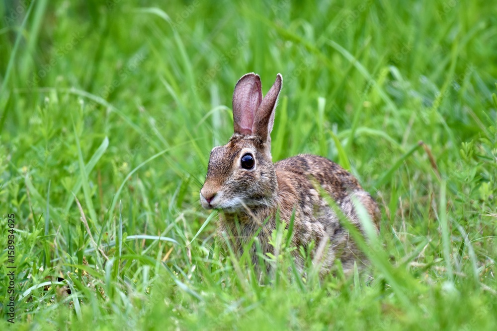 Eastern cottontail rabbit (Sylvilagus floridanus) Eastern cottontail rabbit (Sylvilagus floridanus)