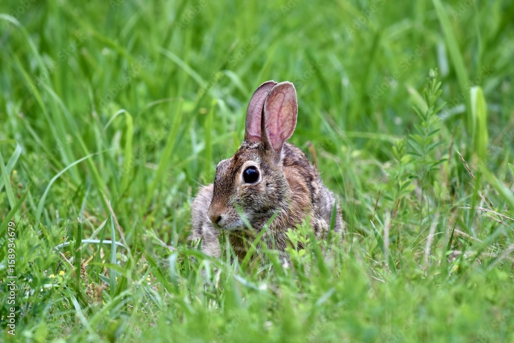 Fototapeta premium Eastern cottontail rabbit (Sylvilagus floridanus)