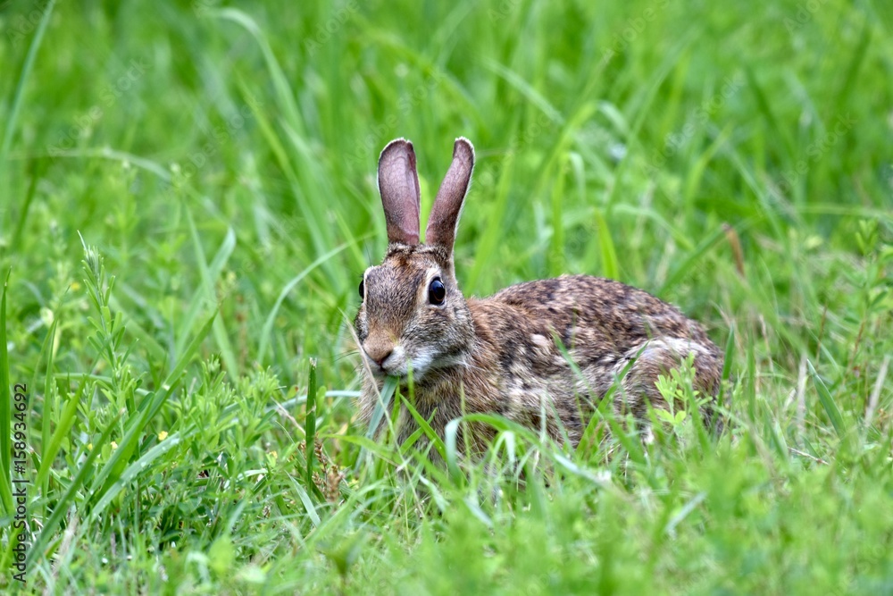 Eastern cottontail rabbit (Sylvilagus floridanus) Eastern cottontail rabbit (Sylvilagus floridanus)