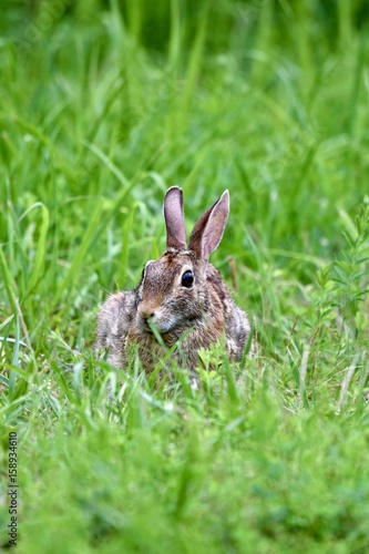 Eastern cottontail rabbit (Sylvilagus floridanus) © Jeramey Lende