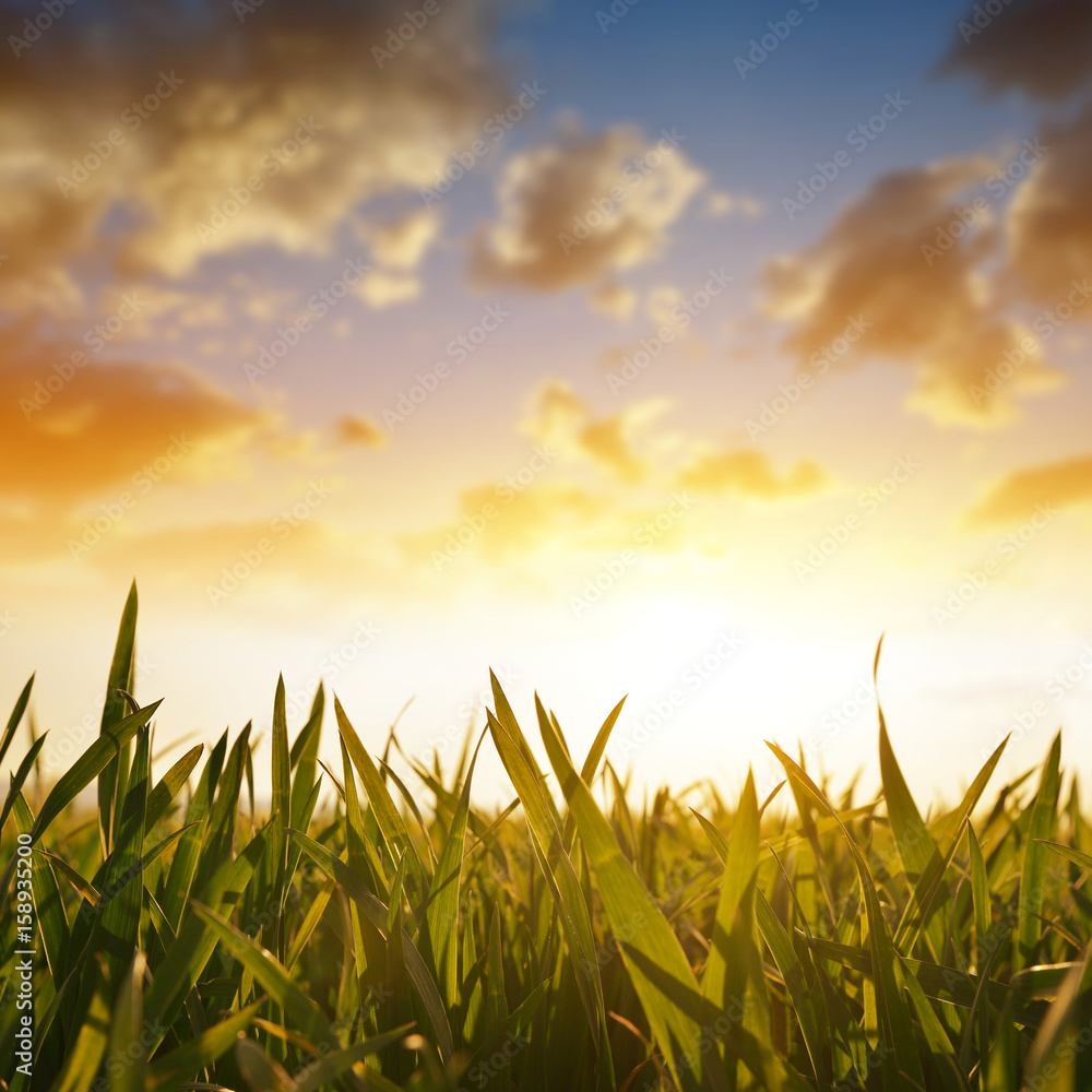Fototapeta premium Wheat grass on the field during sunrise. Spring season.