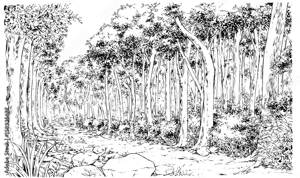 漫画風ペン画イラスト 森 Stock Illustration Adobe Stock 漫画風ペン画イラスト 森 Stock Illustration Adobe Stock