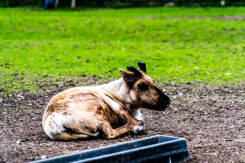 Zoo photo